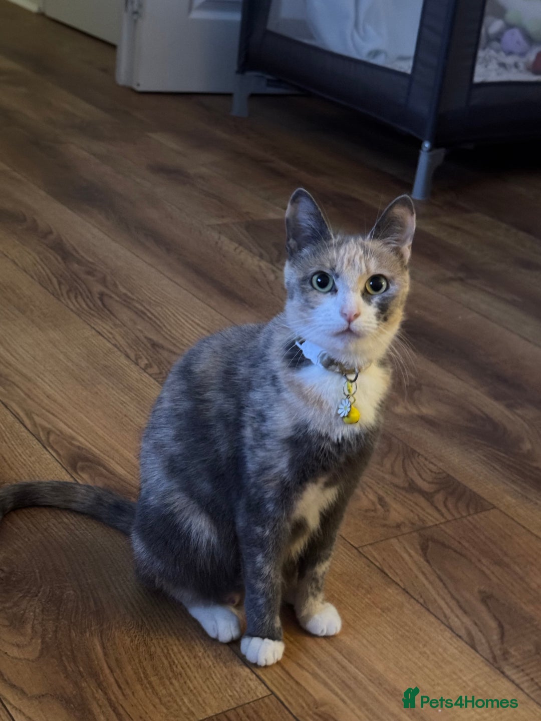 Mixed Breed cats for sale: Sweet kittens 😻 - Image 15