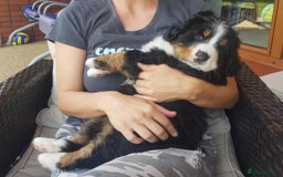 Bernese Mountain Dog dogs for stud: Proven health tested BMD handsome boy for stud. in Northampton - Image 19