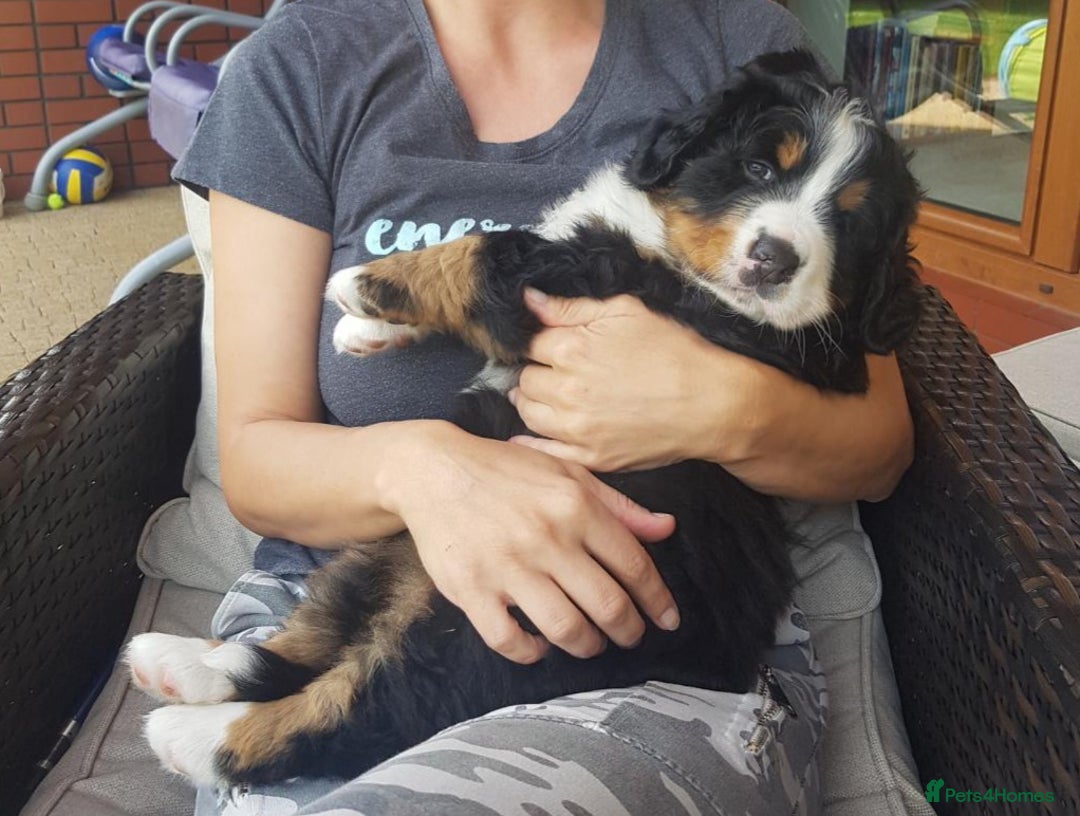 Bernese Mountain Dog dogs for stud: Proven health tested BMD handsome boy for stud. in Northampton - Image 19
