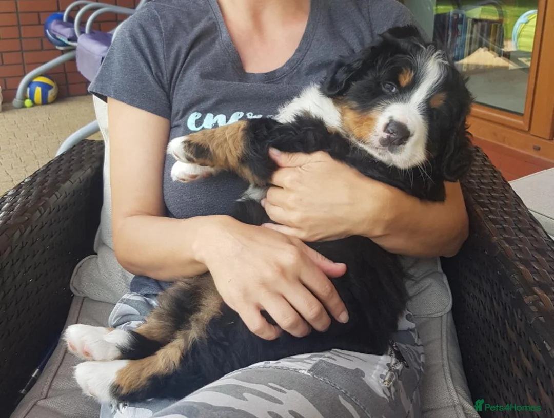 Bernese Mountain Dog dogs for stud: Proven health tested BMD handsome boy for stud. in Northampton - Advert 18