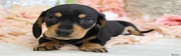 Miniature Dachshund dogs for sale: KC Miniature Dachshund Puppies - Advert 17