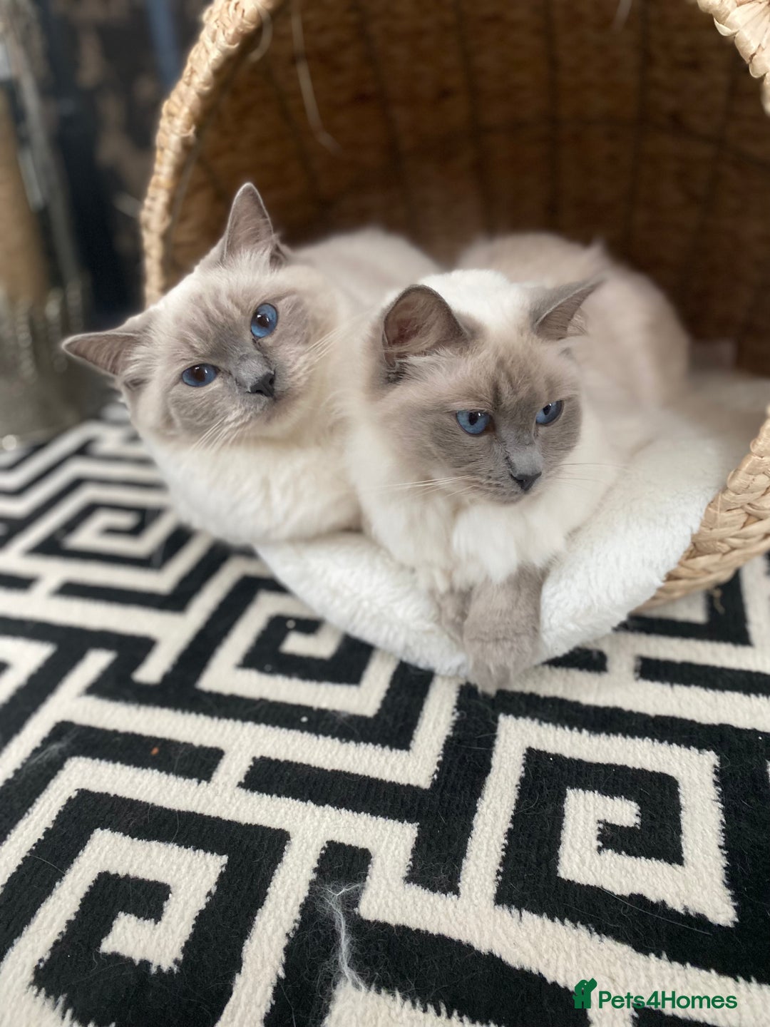 Ragdoll cats for sale: Half Ragdoll kittens  - Image 6