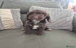 Cockapoo dogs for sale: F1 cockapoo - Ready Now - Image 30