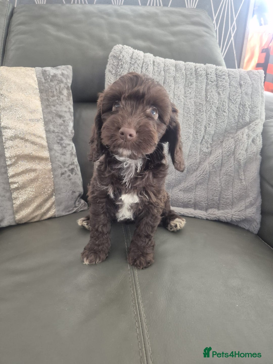 Cockapoo dogs for sale: F1 cockapoo - Ready Now - Image 30