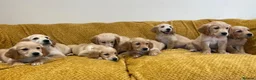 Golden Retriever dogs for sale: Quality litter of KC reg Golden Retriever puppies - Advert 36