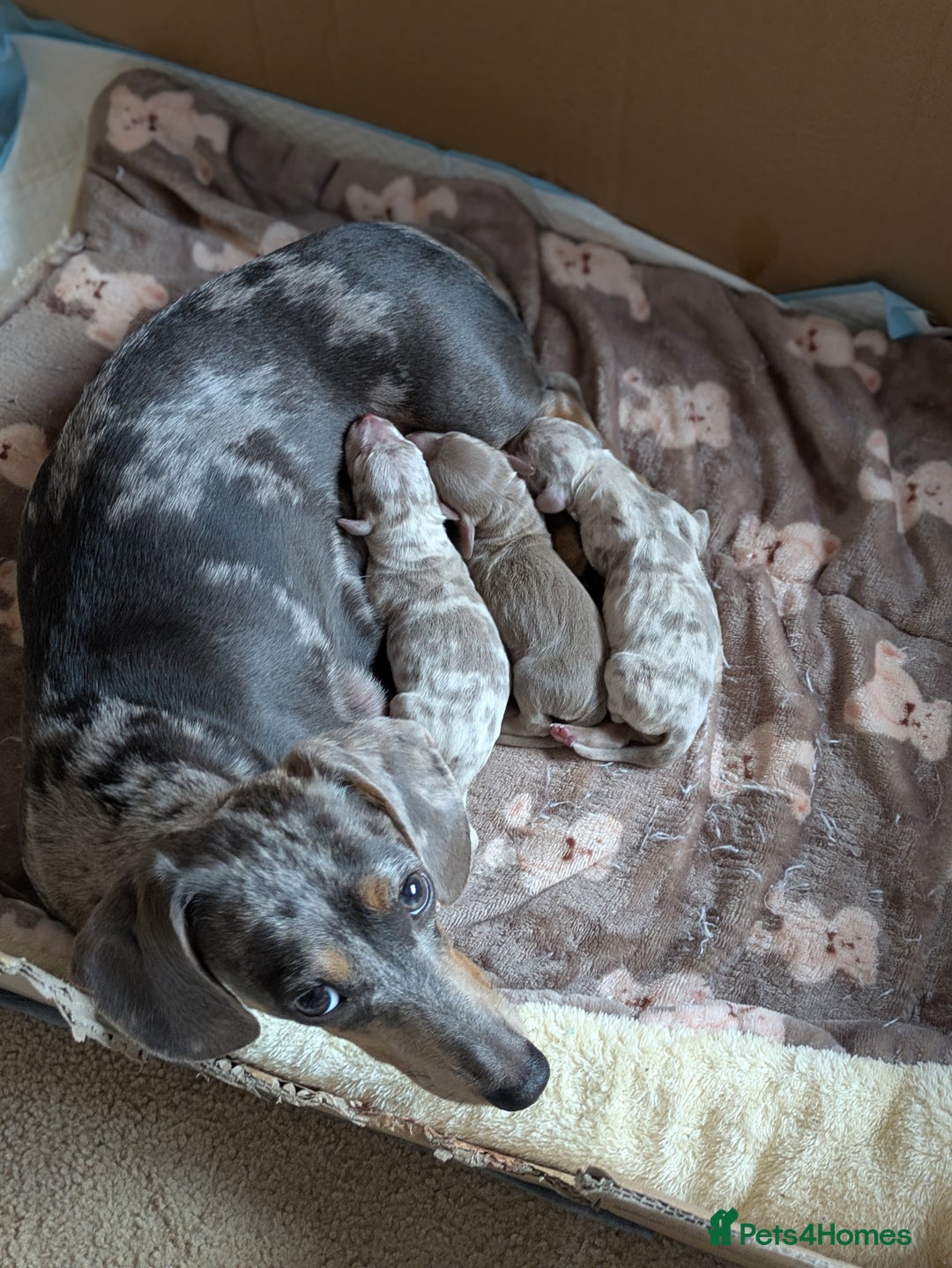 Miniature Dachshund dogs for sale: 3 beautiful puppies for sale  - Image 1