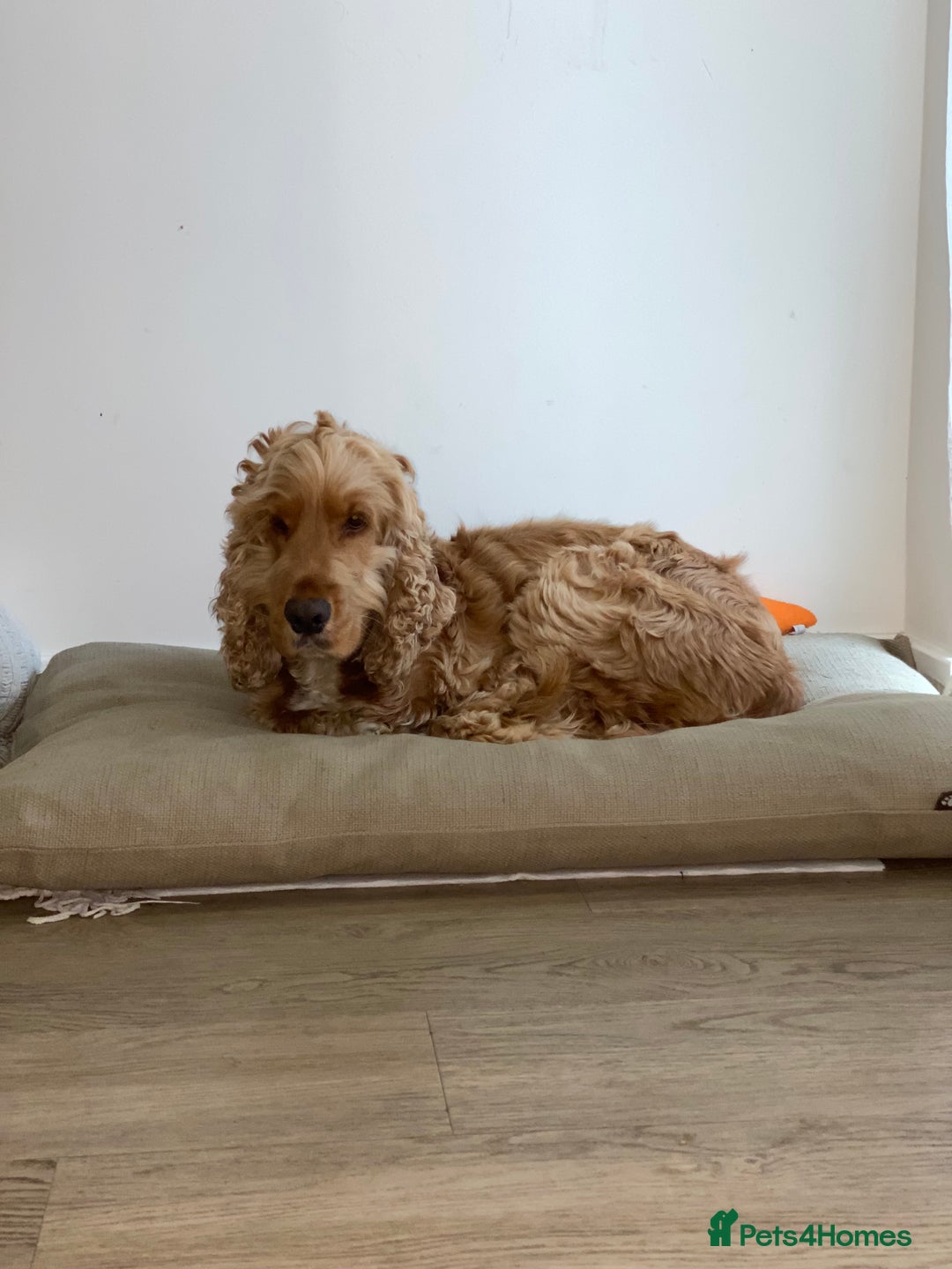 Cocker Spaniel dogs for sale: Male Cockerspaniel called Fela - Image 4