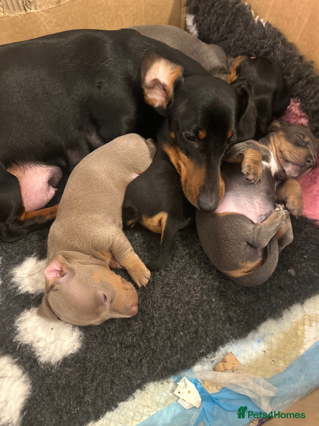 Miniature Dachshund dogs for sale: KC REGISTERED STUNNING MINATURE DACHSHUND PUPS❤️ - Advert 7