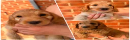 Cockapoo dogs for sale: Ready now 🐶 F1 cockapoos  - Advert 1