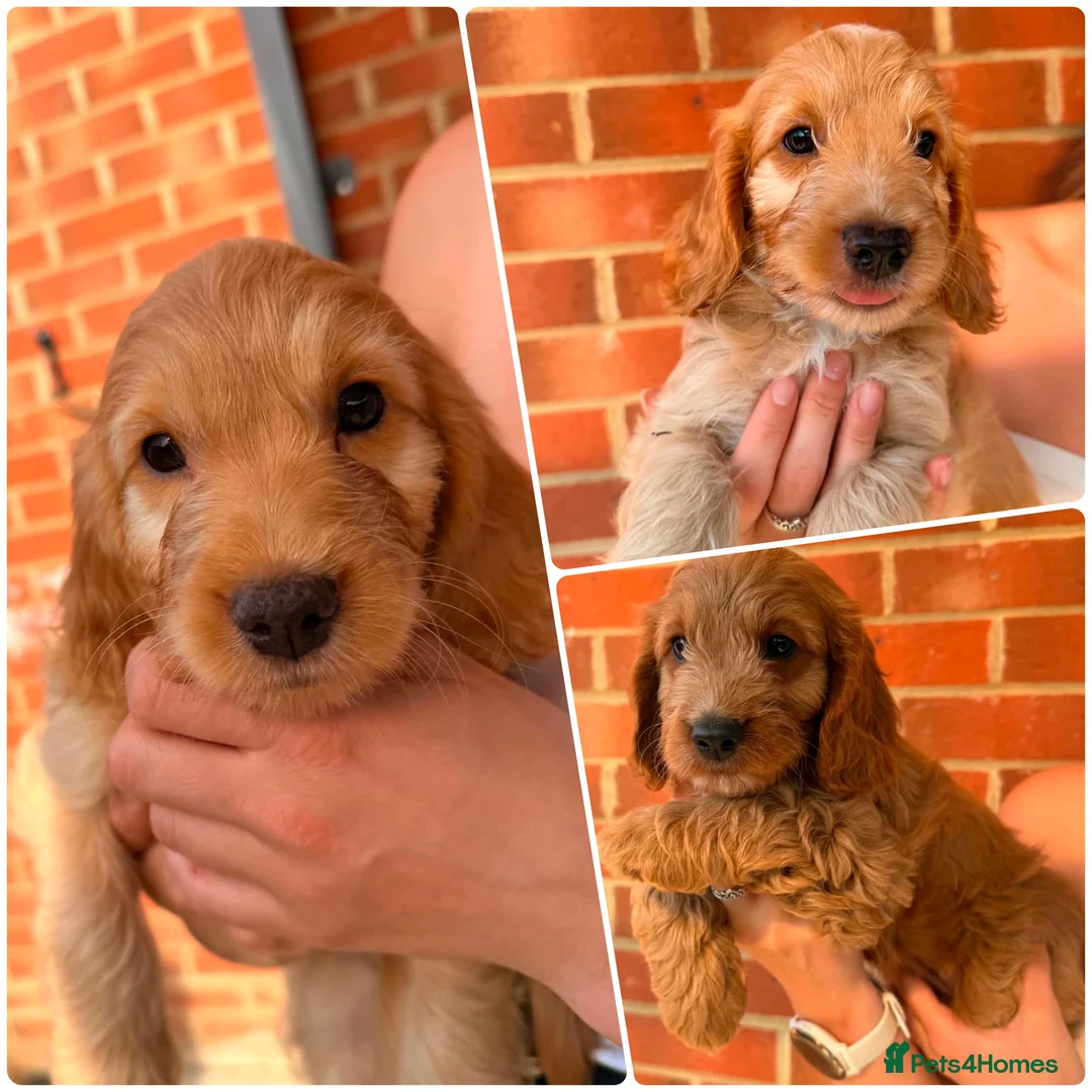 Cockapoo dogs for sale: Ready now 🐶 F1 cockapoos  - Advert 1