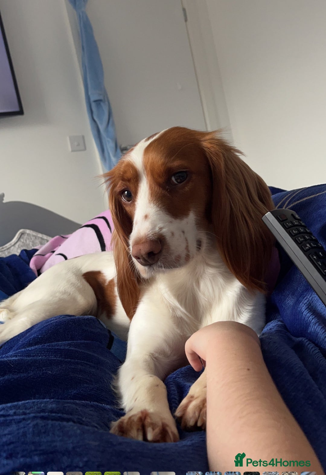 Cockapoo dogs for sale: Cockapoo litter  - Advert 10