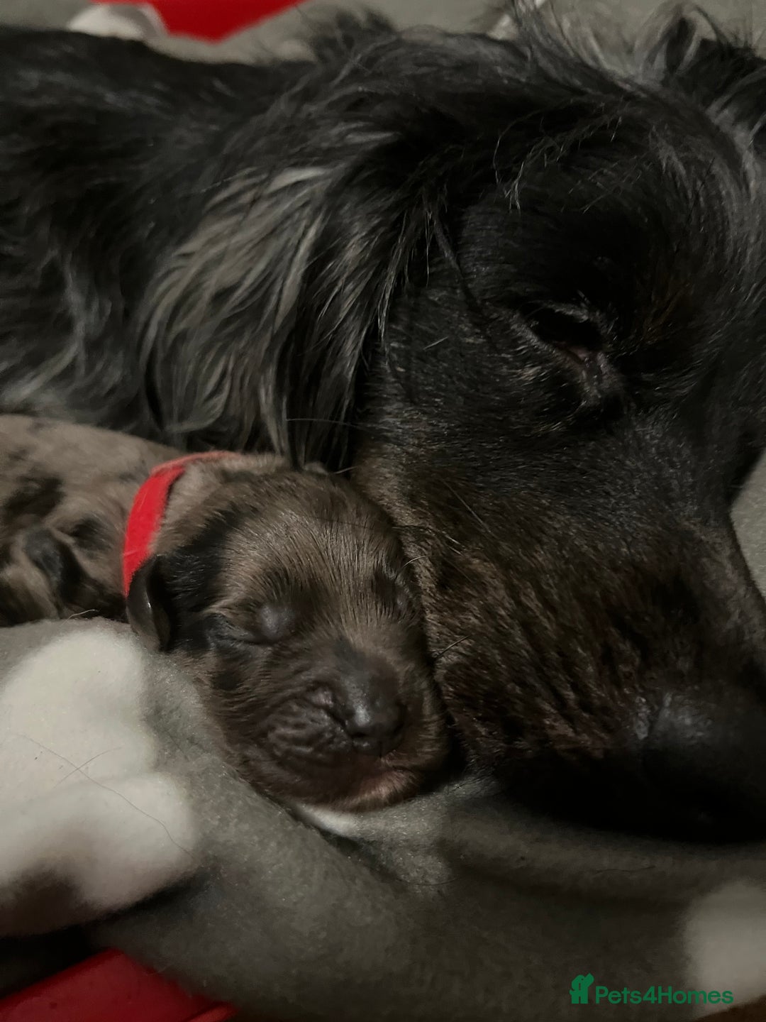 Cockapoo dogs for sale: F1B Cockapoos🐶 - Image 10