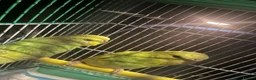 Budgerigars birds for sale: 1 pair of budgies with the cage - Advert 5