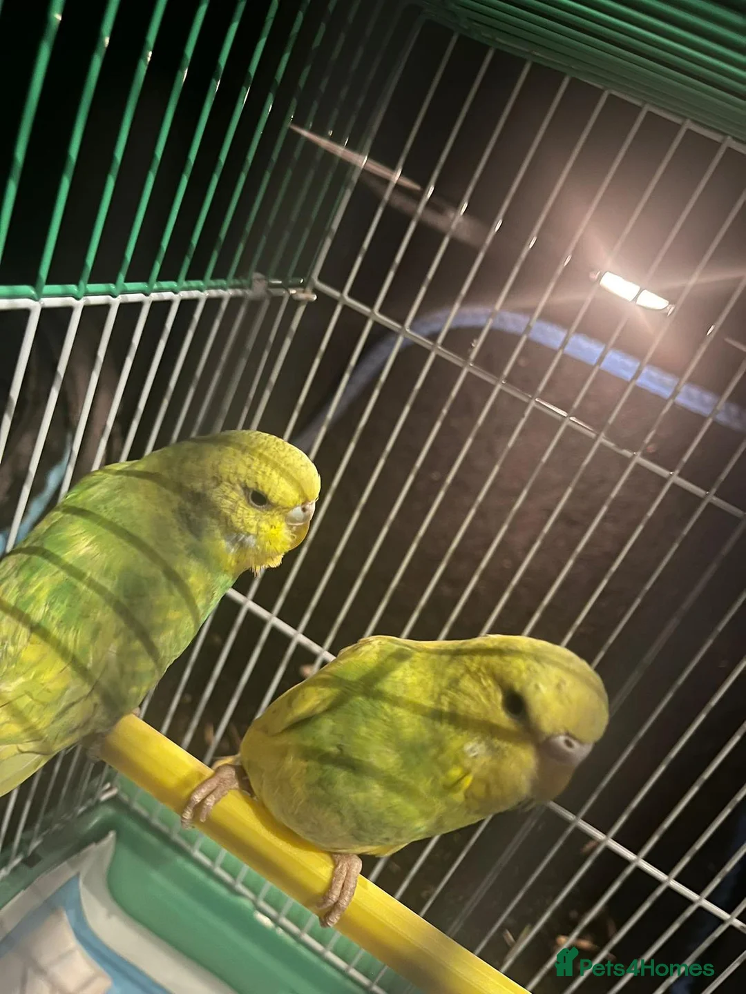 Budgerigars birds for sale: 1 pair of budgies with the cage - Advert 5