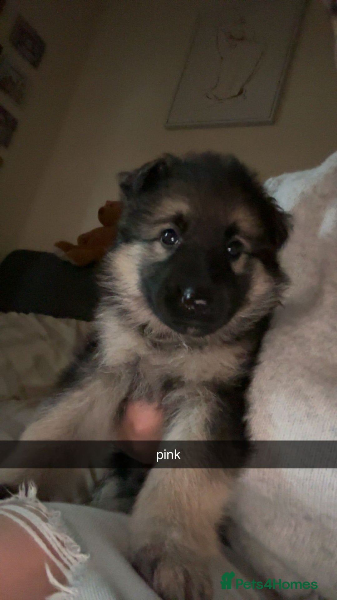 German Shepherd dogs for sale: German shepherd puppies - Image 5