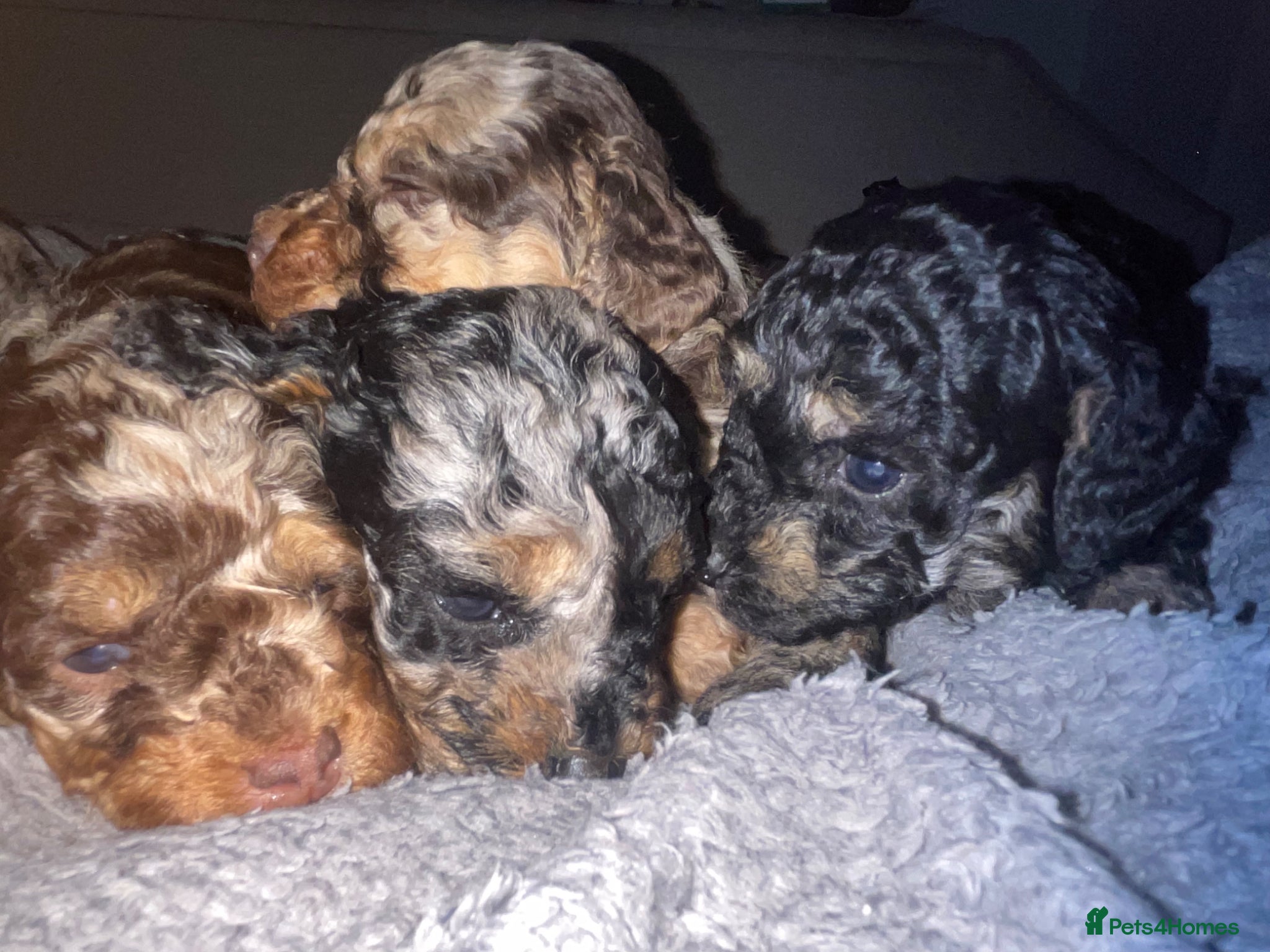 Cockapoo dogs Cockapoo puppies  - Advert 2