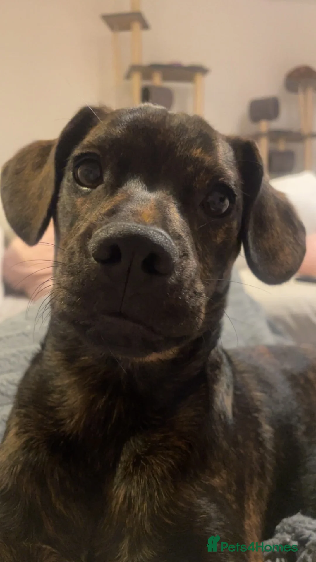 Mixed Breed dogs for sale: 6 month old frenchie/cockapoo  in Salisbury - Advert 2
