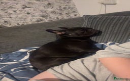 French Bulldog dogs for sale: Luna the Frenchie *FREE* - Image 3