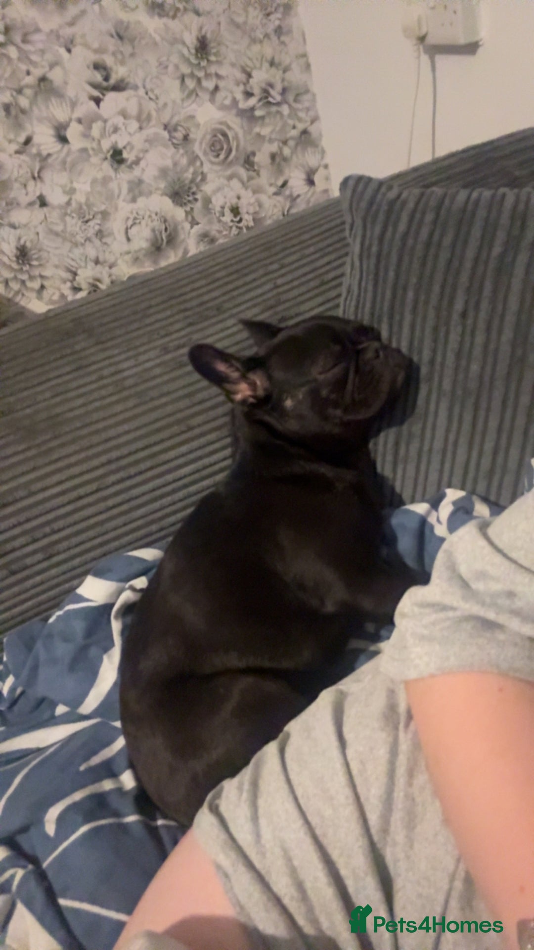 French Bulldog dogs for sale: Luna the Frenchie *FREE* - Image 3
