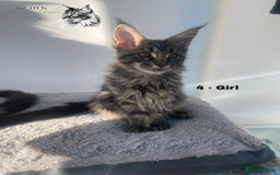 Maine Coon cats for sale: Russian Lane Shaded Maine Coon  - Image 5