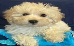 Mixed Breed dogs for sale: Beautiful Shihpoo cross maltese puppies - Image 1