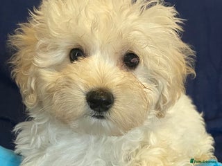 Mixed Breed dogs for sale - Advert 1