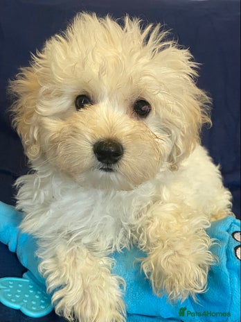 Mixed Breed dogs - Advert 4