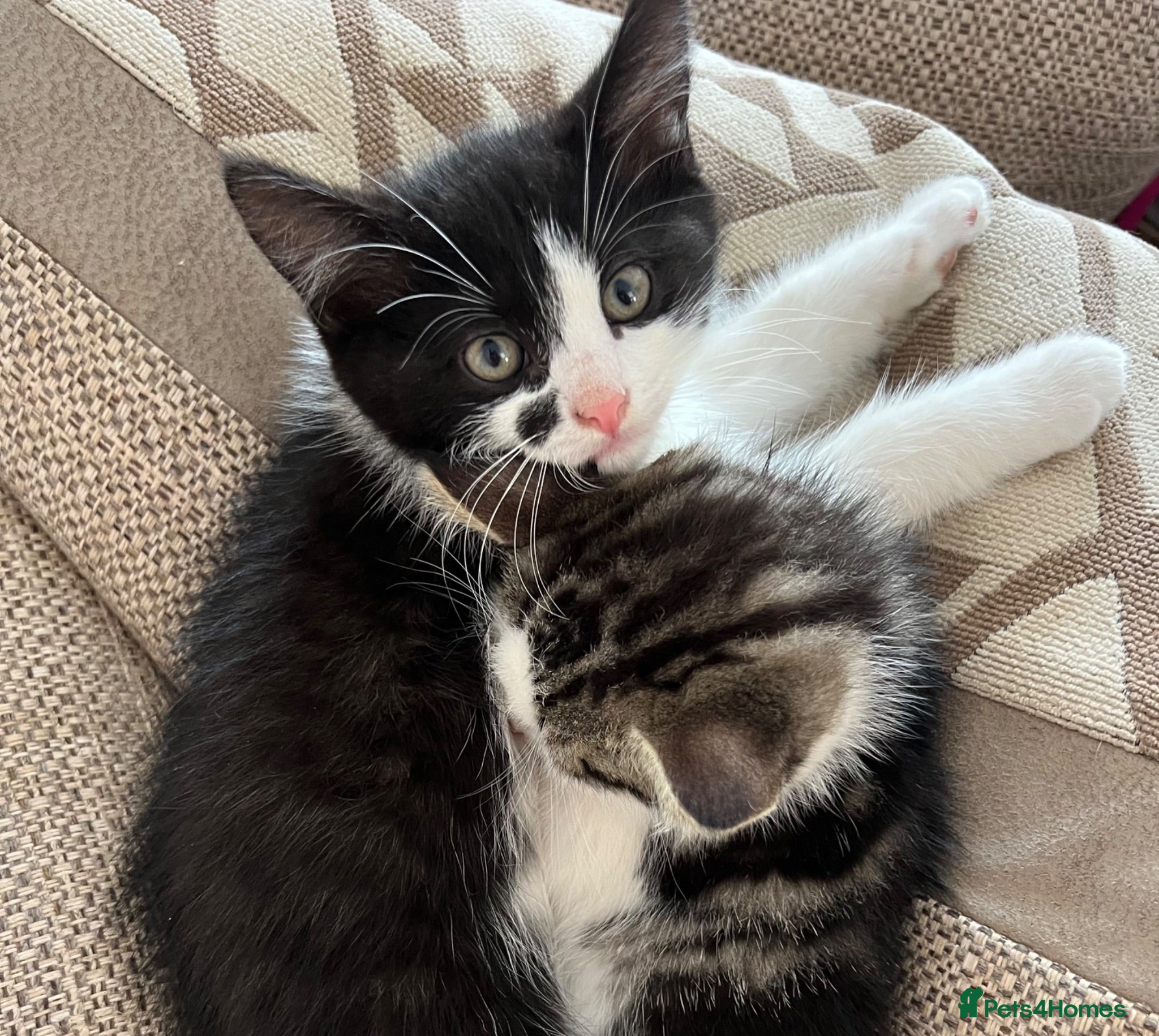 Mixed Breed cats Kittens - mixed British longhair cross - Advert 12