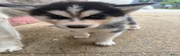 Siberian Husky dogs for sale: Puppy Siberian Husky  - Advert 4