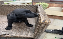 Labrador Retriever dogs for sale: 6 beautiful pedigree Labrador puppies - Image 5