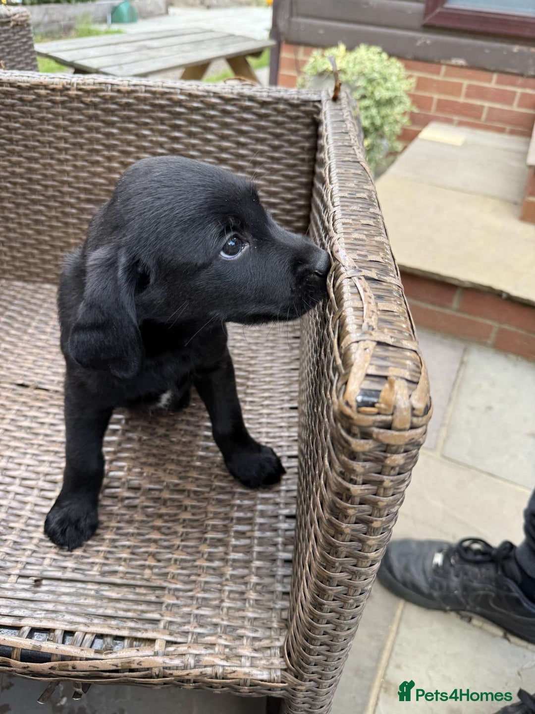 Labrador Retriever dogs for sale: 6 beautiful pedigree Labrador puppies - Image 5