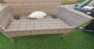 Mini Lop rabbits - Advert 5