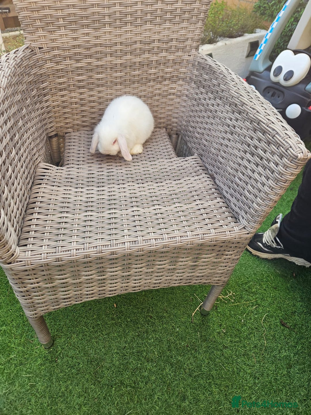 Mini Lop rabbits for sale: Pure Mini Lops - Image 2