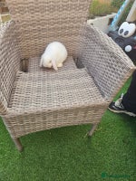 Mini Lop rabbits - Advert 5