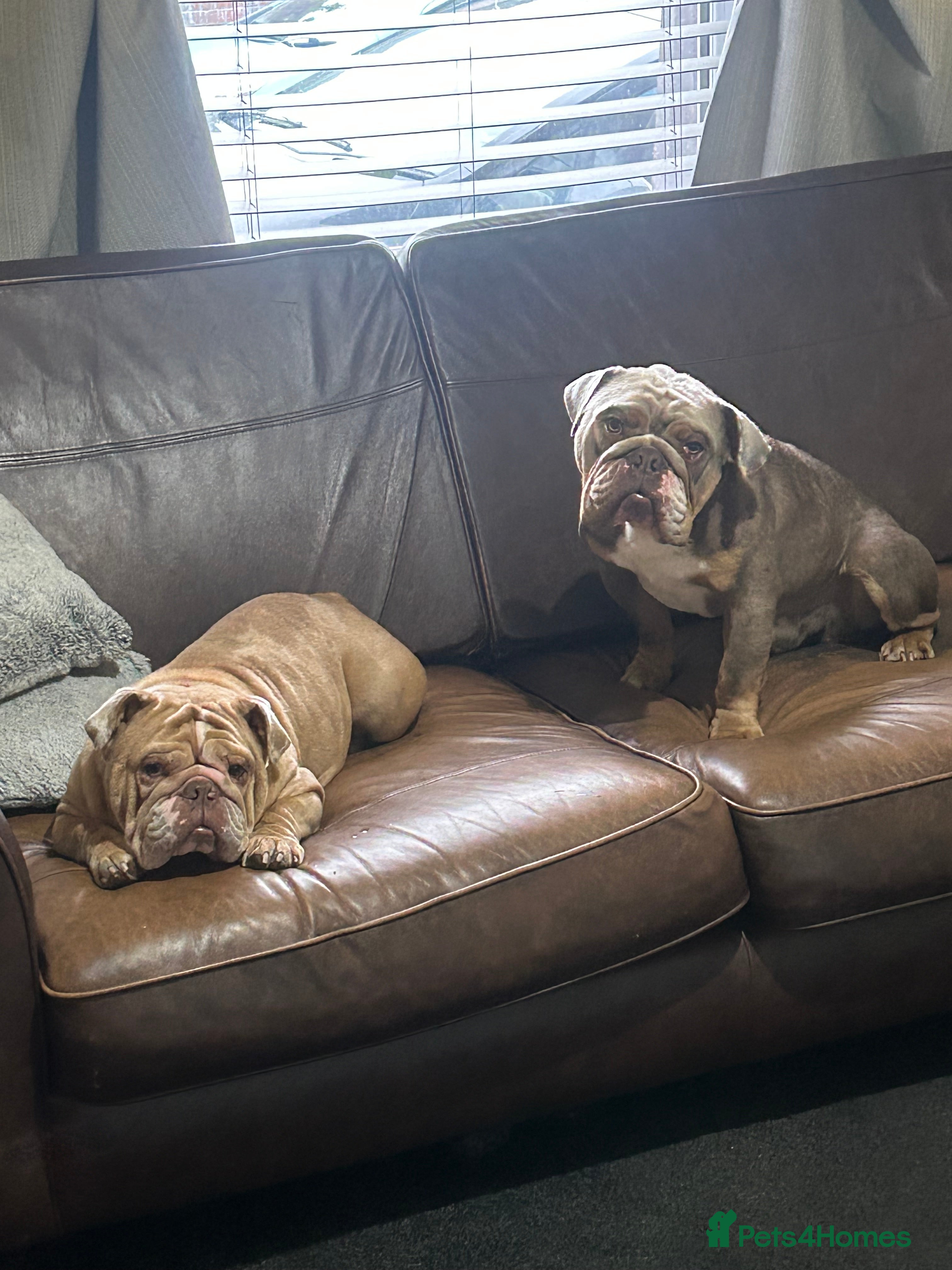 English Bulldog dogs My boy hugo - Advert 22