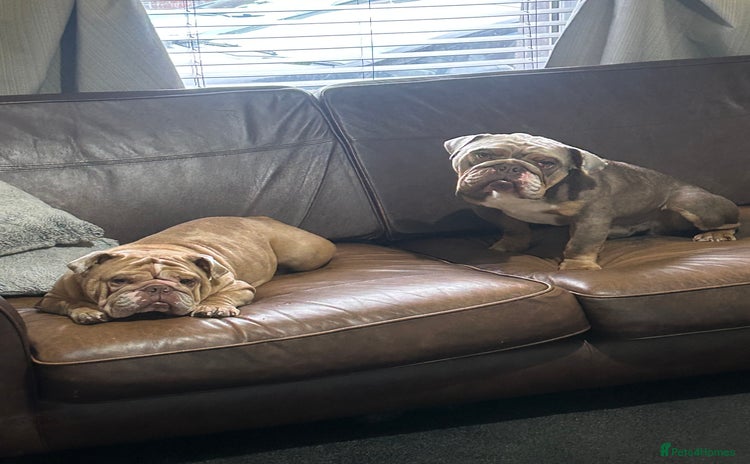 English Bulldog dogs - Advert 1