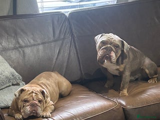 English Bulldog dogs - Advert 1