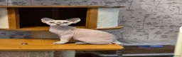 Devon Rex cats for sale: READY NOW Super loving Devon Rex - Advert 11