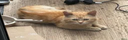 Mixed Breed cats for sale: Available Now - 2 Ginger & 1 Black Kitten - Advert 37