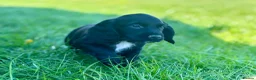 Sprocker dogs for sale: Stunning F1 Sprocker Puppies 5⭐️🏡 - Advert 6