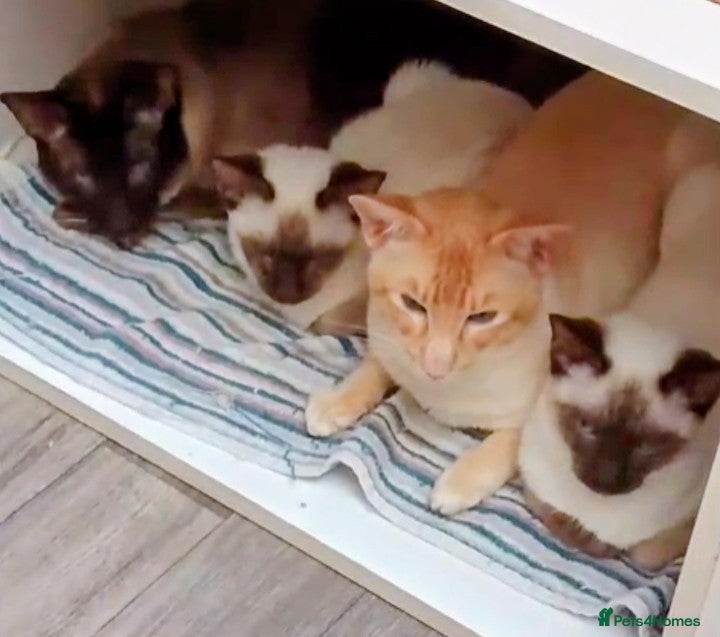 Mixed Breed cats Ragamese Kittens - Advert 10