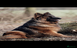 German Shepherd dogs for sale: ⭐️ big bone GSD puppies⭐️ - Image 9