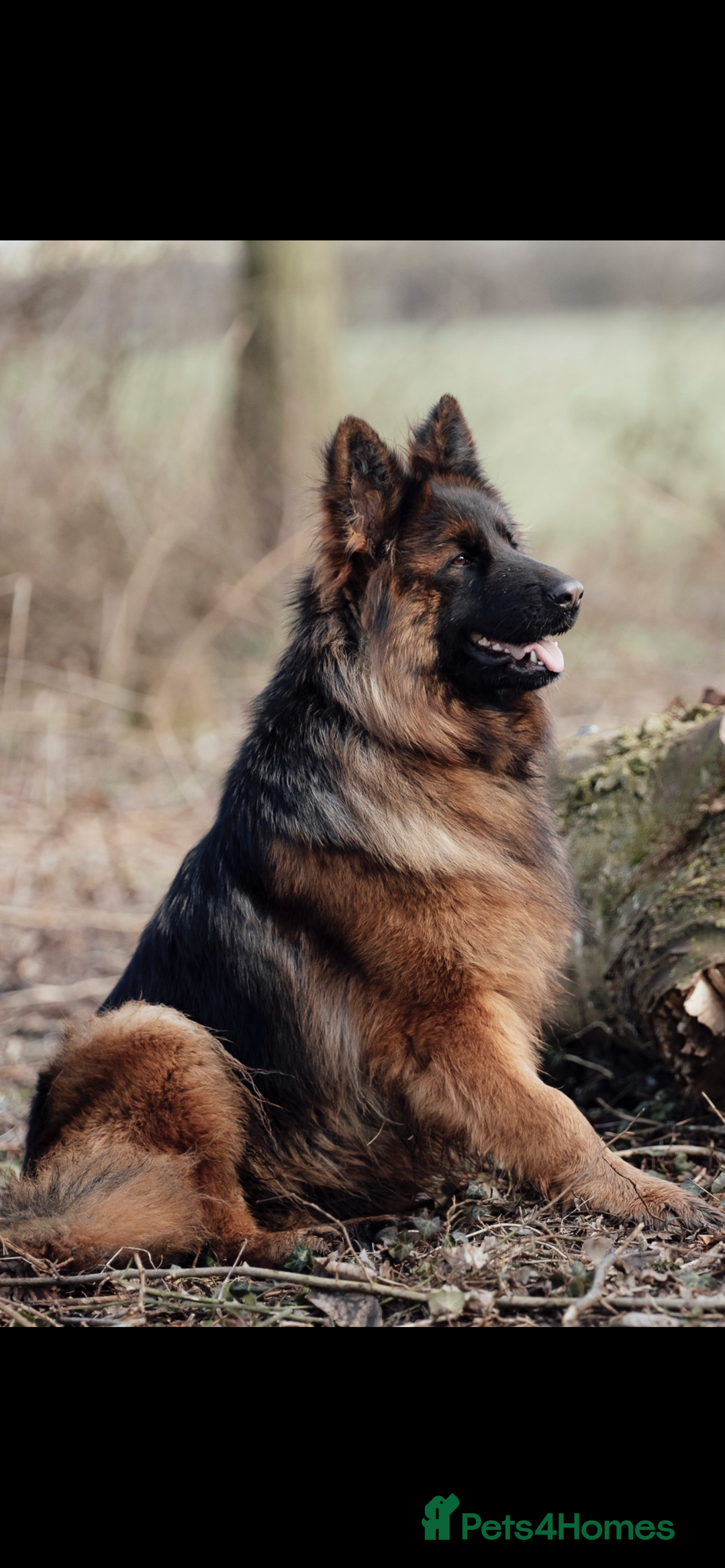 German Shepherd dogs for sale: ⭐️ big bone GSD puppies⭐️ - Image 9