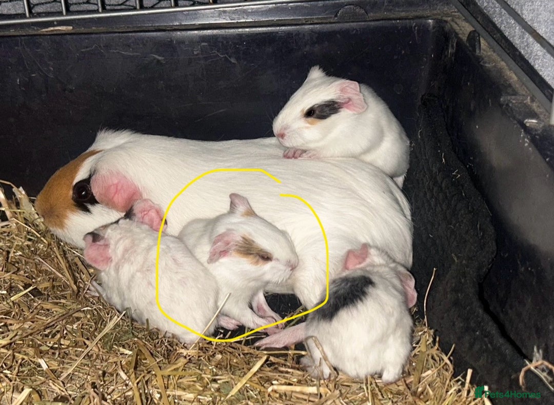 Guinea Pig rodents for sale: Female baby Guinea Pig - 6 weeks old - Advert 5