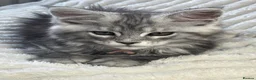 Maine Coon cats for sale: XXL Maine Coons Kittens Champion Sired  - Advert 7