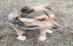 Mixed Breed dogs for adoption: 🐺 WOLFIE – A Brave Soul Ready for a New Life 🖤 - Advert 29