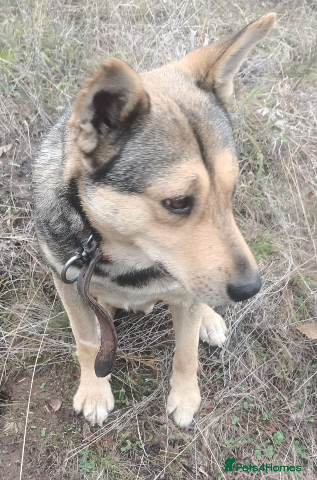 Mixed Breed dogs for adoption: 🐺 WOLFIE – A Brave Soul Ready for a New Life 🖤 - Advert 29