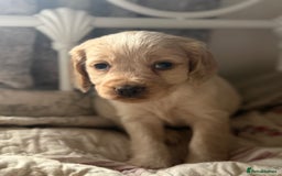 Cocker Spaniel dogs for sale: Beautiful puppies  - Advert 12