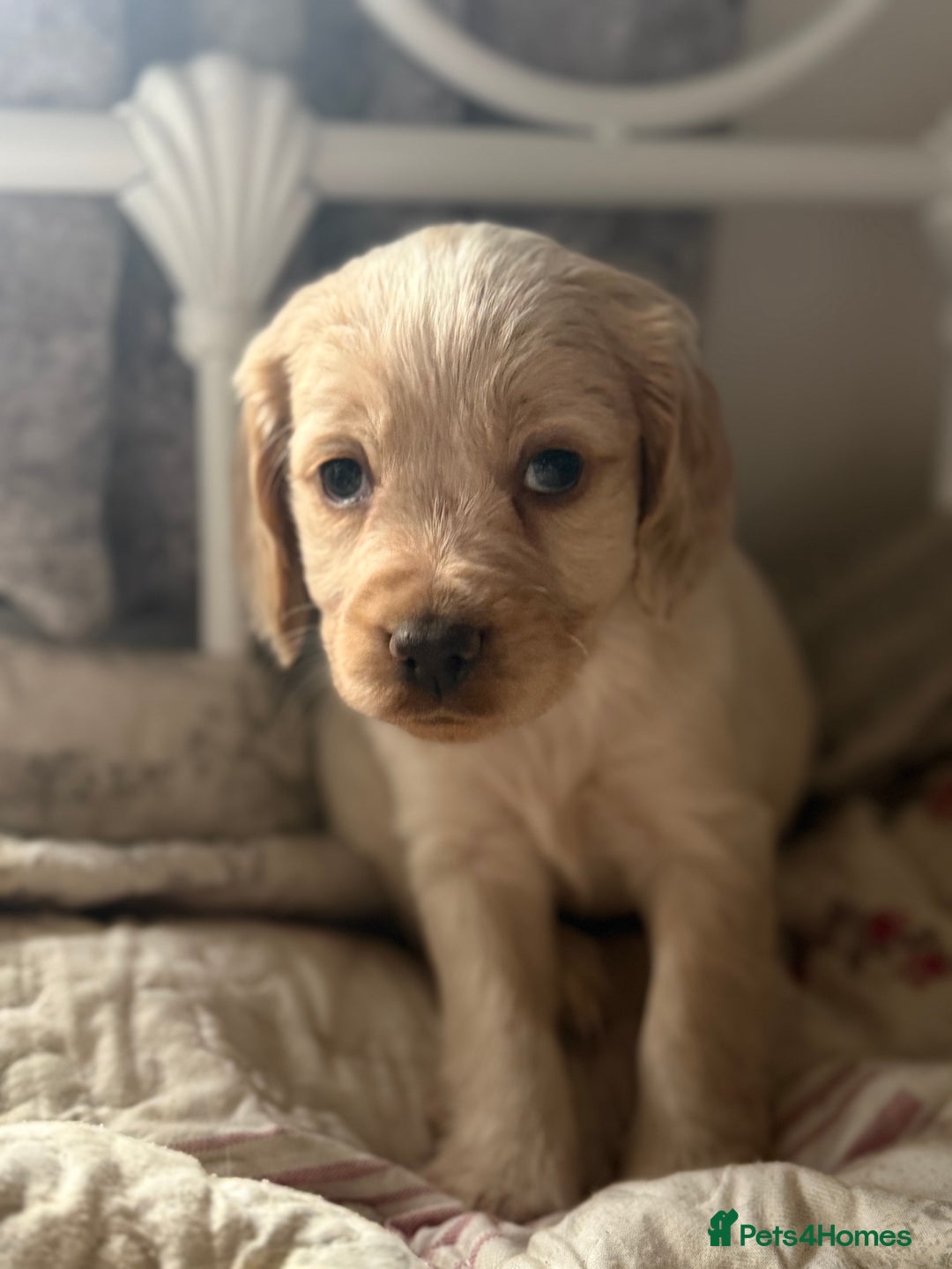 Cocker Spaniel dogs for sale: Beautiful puppies  - Advert 12