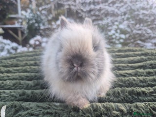 Angora rabbits 💖💙Ready in 2 weeks- Blue harli teddydwerg💙💖 - Advert 2